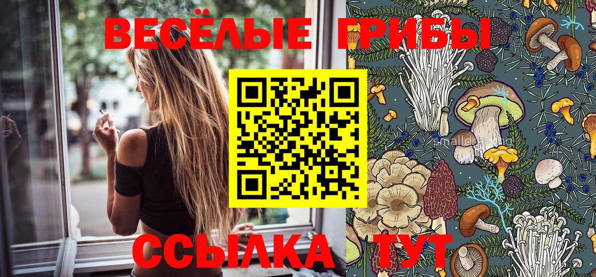 Канаш  Псилоцибиновые грибы GOLDEN TEACHER  Вход с VPN  Псилоцибиновые грибы GOLDEN TEACHER 